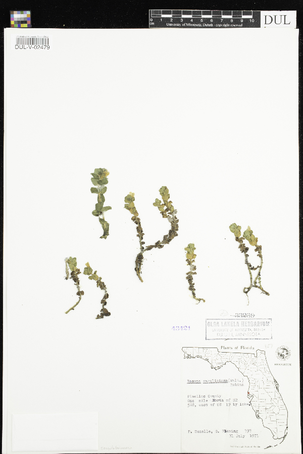 Bacopa caroliniana image