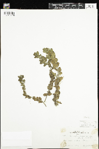 Bacopa caroliniana image