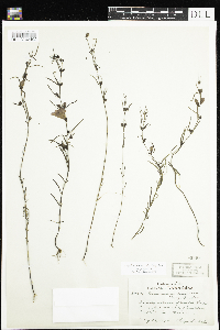 Agalinis purpurea var. parviflora image