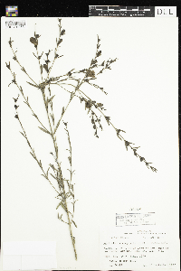 Image of Agalinis heterophylla