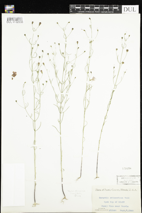 Agalinis skinneriana image