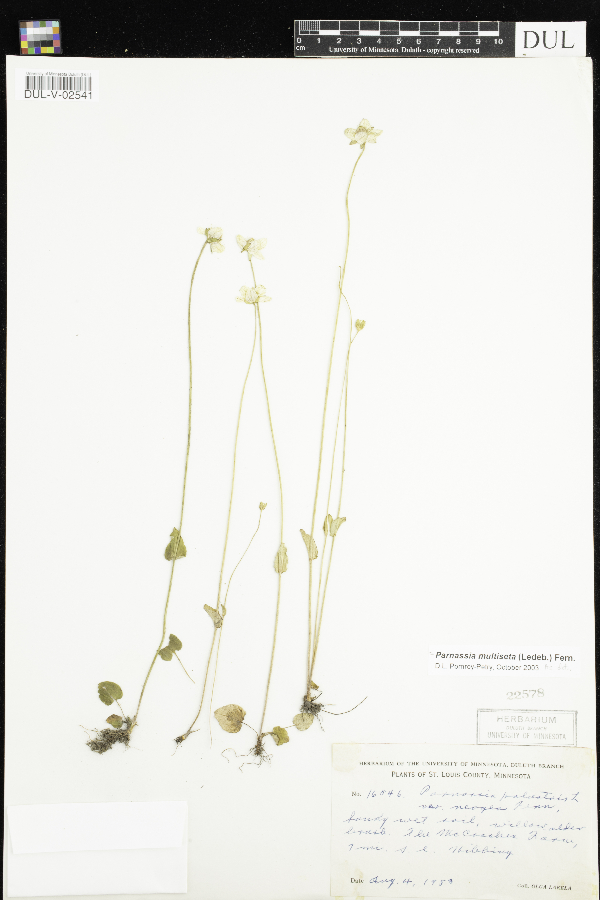 Parnassia palustris image