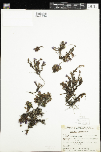 Saxifraga oppositifolia image