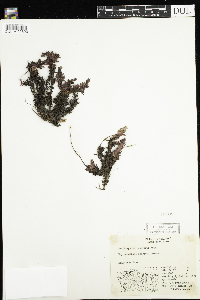 Saxifraga tricuspidata image