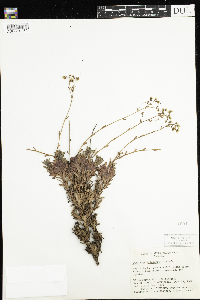 Saxifraga tricuspidata image