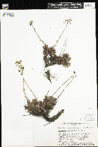 Saxifraga tricuspidata image