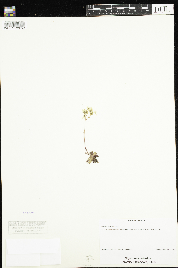 Saxifraga tricuspidata image