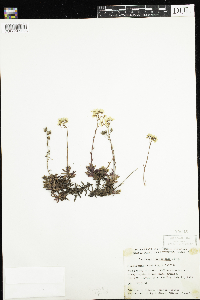 Saxifraga tricuspidata image