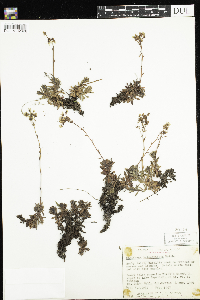 Saxifraga tricuspidata image