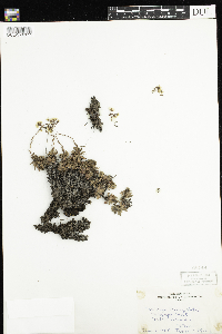 Saxifraga tricuspidata image