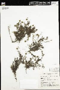 Image of Saxifraga aizoides