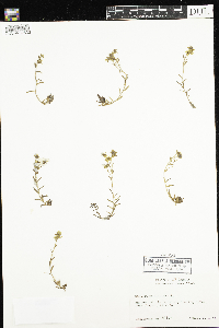 Saxifraga aizoides image