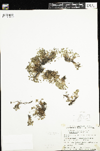 Saxifraga hyperborea image