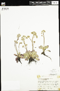 Micranthes virginiensis image