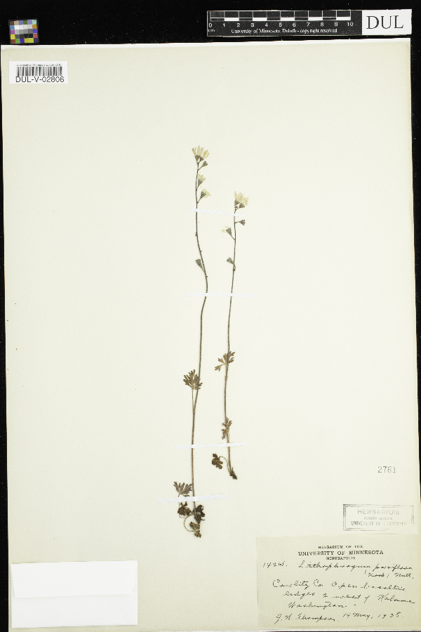 Lithophragma parviflorum image