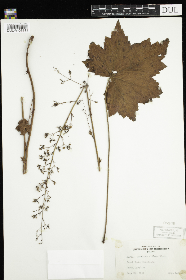 Heuchera villosa image