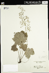 Heuchera villosa image