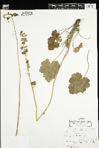 Heuchera richardsonii image