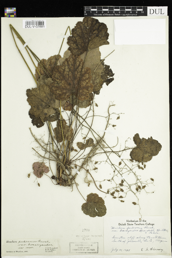 Heuchera pubescens image