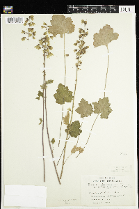 Heuchera pubescens image