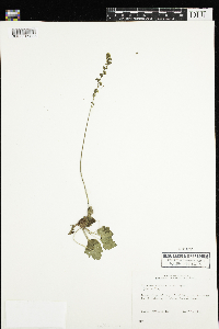 Heuchera parvifolia image