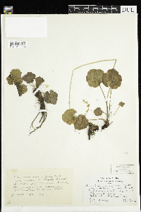 Heuchera parvifolia image