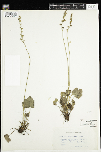 Heuchera parvifolia image