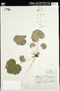 Heuchera parviflora image