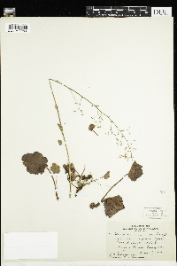 Heuchera micrantha var. diversifolia image