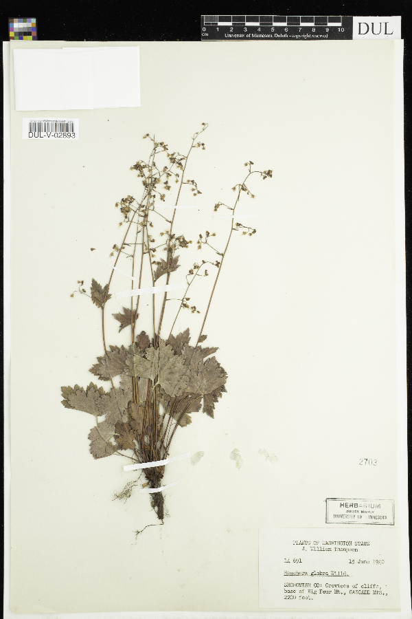 Heuchera glabra image