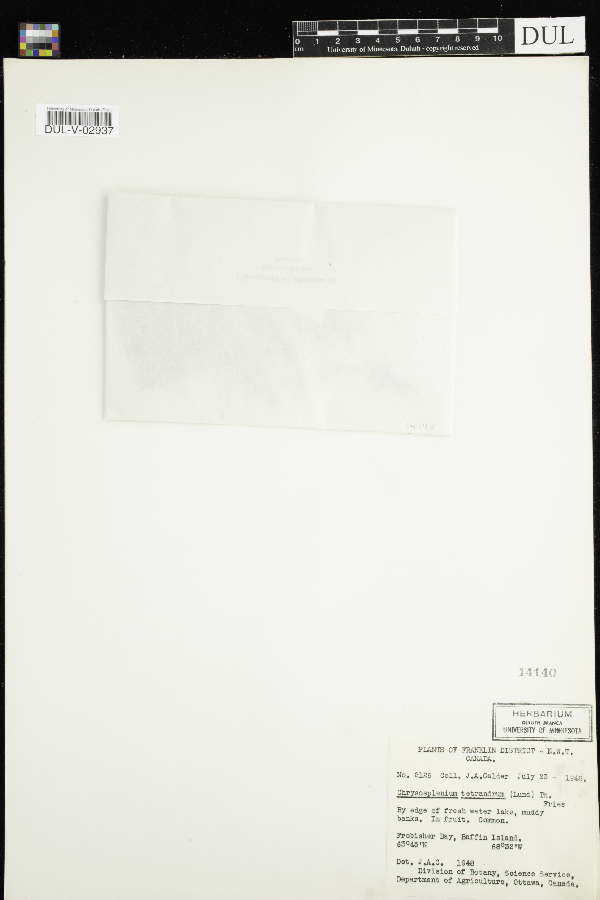 Chrysosplenium tetrandrum image