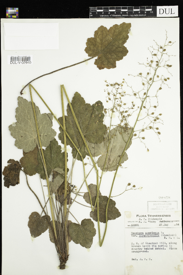 Heuchera americana var. hirsuticaulis image