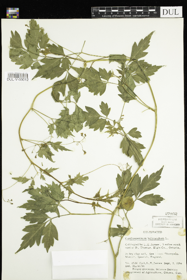 Cardiospermum halicacabum image