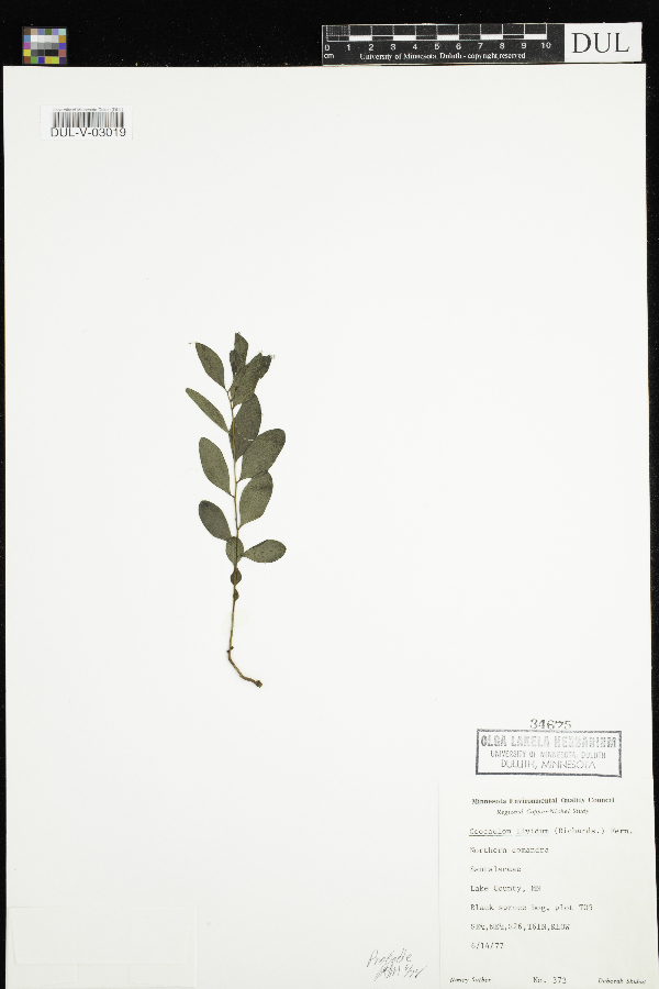 Comandraceae image