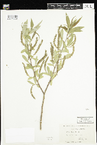 Salix nigra image