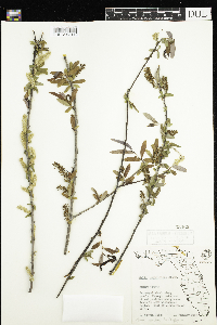 Salix caroliniana image