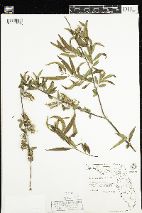 Salix caroliniana image