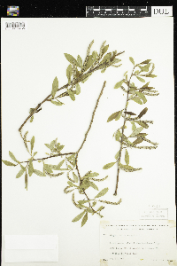 Salix x fragilis image