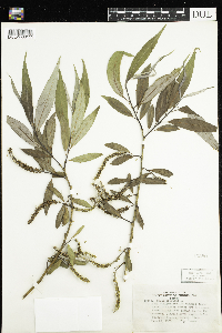 Salix x fragilis image