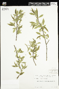 Salix x fragilis image