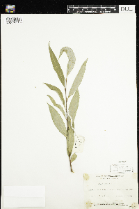 Salix x fragilis image