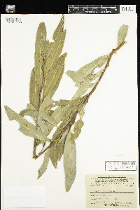 Salix x fragilis image