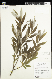 Salix x fragilis image