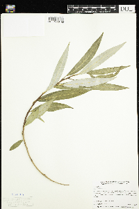 Salix x fragilis image