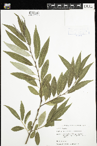 Salix x fragilis image