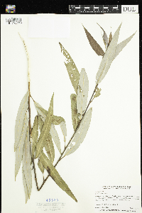 Salix x fragilis image