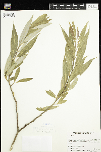 Salix x fragilis image