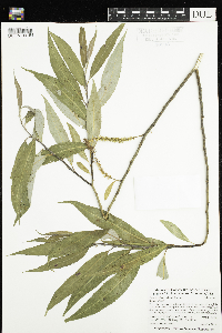 Salix x fragilis image