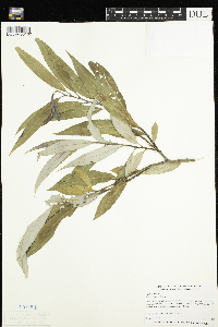 Salix x fragilis image