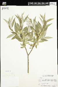 Salix x fragilis image